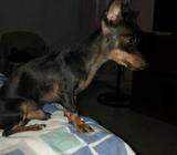 Pisher Doberman