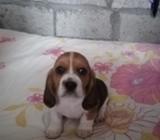 Hermosos Cachorros Beagles