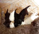 French en Venta