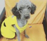 Adopta Una French