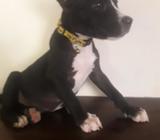 Pitbull Raza Pura