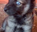 DE VENTA PERRITO LOBO SIBERIANO