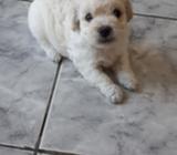 Frensch Poodle