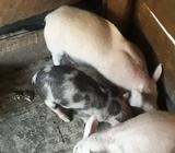 Venta de Cerdas de Cria Y Reproduccion