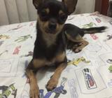 Chihuahua para Mota