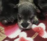 CACHORROS SNAUZER MINITOYS