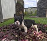 Cachorrito Frenchton