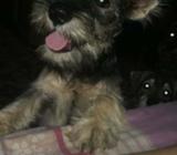 Vendo Snauzher