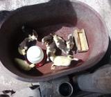 Cría de patos a 3,50