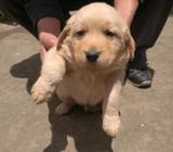 Cachorros Golden Retrieve