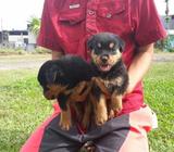 Bonitoz Rotweiler Aleman