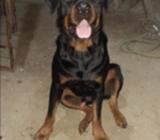 Rottweiler