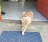 Vendo Perro Golden