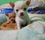 Cachorros Chihuahuas en Venta