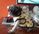 Cachorro Pug Carlino 2 Meses