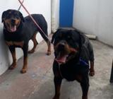 Rottweiler para Montas