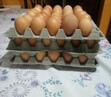 Se Vende Huevos Al por Mayor Y Menor