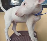 Adorables Bull Terrier