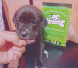 Pitbull en Venta Totalmente Al Dia