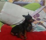 Perro Doberman Pincher para Monta