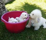 Hermosos Bichon Frise